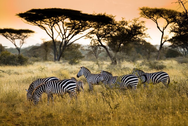 Herd of zebras on the african savannah